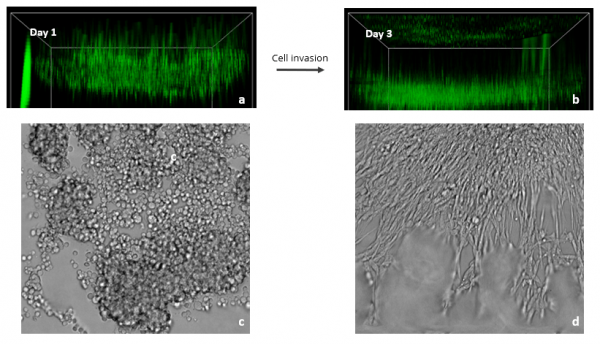 D Cell Culture Of Glioblastoma Cell U Mg In Vitrogel Thewell