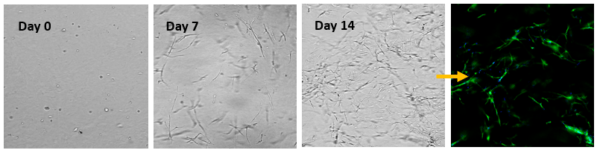 Vitrogel Hydrogel Matrix D Cell Culture Thewell Bioscience