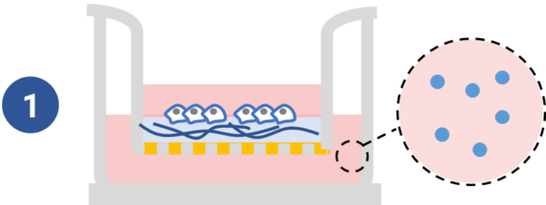 Vitrogel Cell Invasion Assay Kits Cell Migration Xeno Free