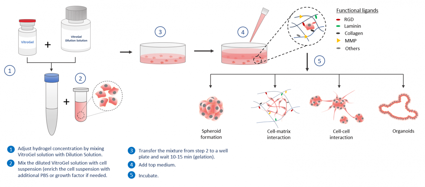 3D Cell Models - Tunable, Xeno-free Hydrogel | TheWell Bioscience