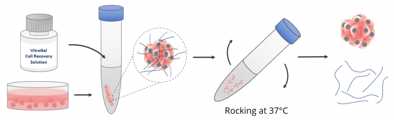 Cell harvesting with VitroGel Cell Recovery Solution