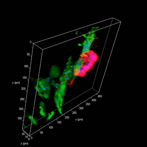 VitroGel® ORGANOID - Image 2