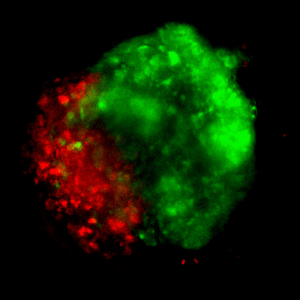 Alternative view of Cyto3D® Live-Dead Assay Kit