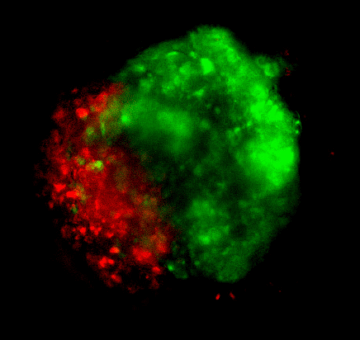 Cyto3D® Live-Dead Assay Kit for 3D / 2D Cell Culture