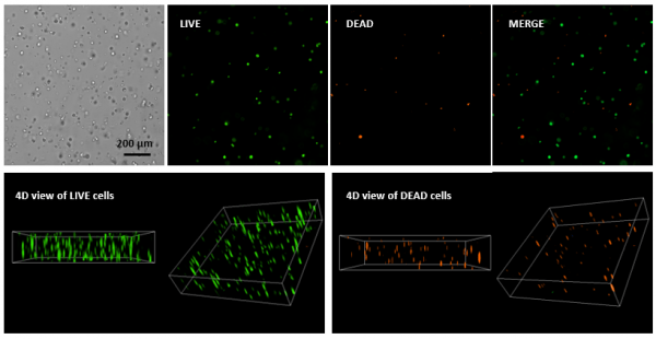 Live Dead Cell Viability Assay Kit for 3D / 2D Cell Culture | TheWell ...