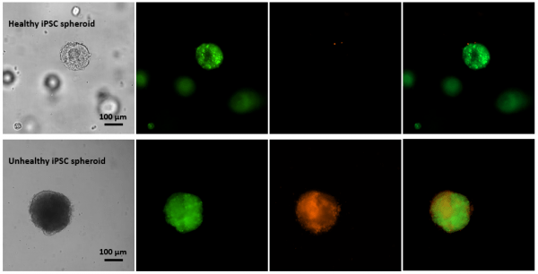 Live Dead Cell Viability Assay Kit for 3D / 2D Cell Culture | TheWell ...