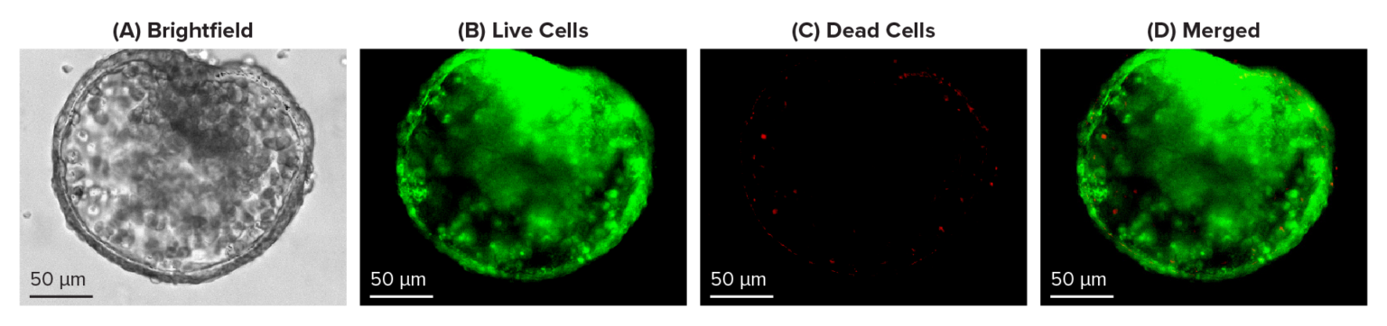 Cyto3D® Live-Dead Assay Kit for 3D / 2D Cell Culture