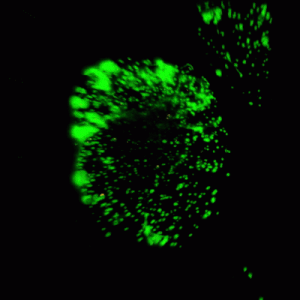 Alternative view of VitroGel® MSC