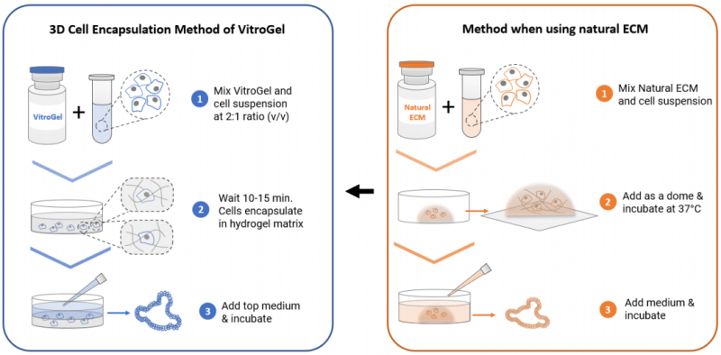 3D Organoid culture with VItroGel workflow