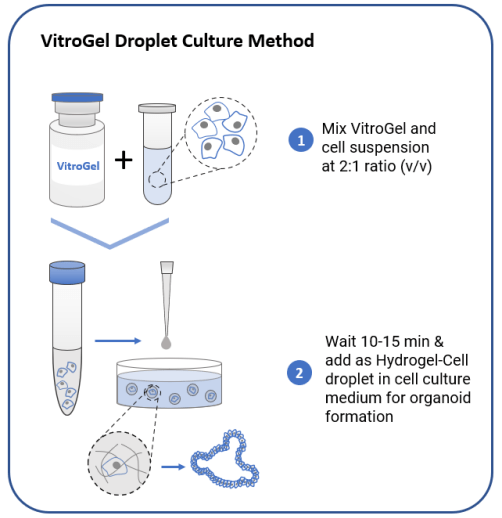 Organoid hydrogel-droplet culture method workflow