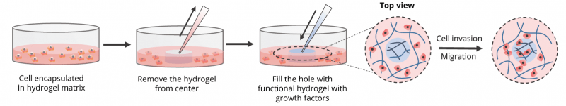 3d Cell Culture Hydrogel And Bioink Thewell Bioscience 7665