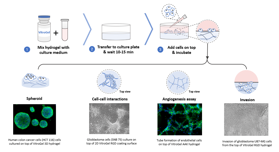 2D-Hydrogel-Coating-Culture-Examples.png