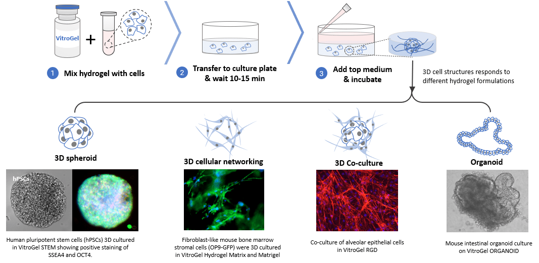 3D Cell Culture Methods and Applications | TheWell Bioscience