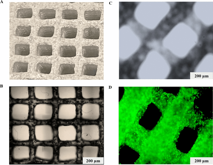 3D Printed Tumor Spheroids for Disease Modeling and Chemotherapeutic ...