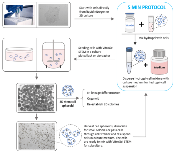 Stem Cell Culture - 3D And Scale-up | TheWell Bioscience