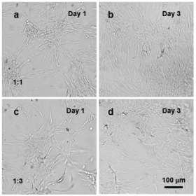Normal Human Dermal Fibroblasts Skin Model | TheWell Bioscience