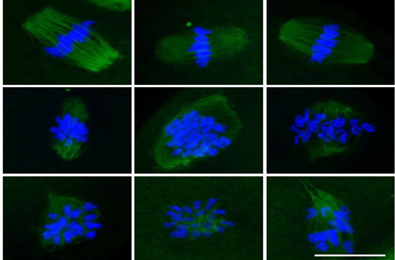Identification of a Novel Antitumor Small-Molecule Known as MKI-1 via ...