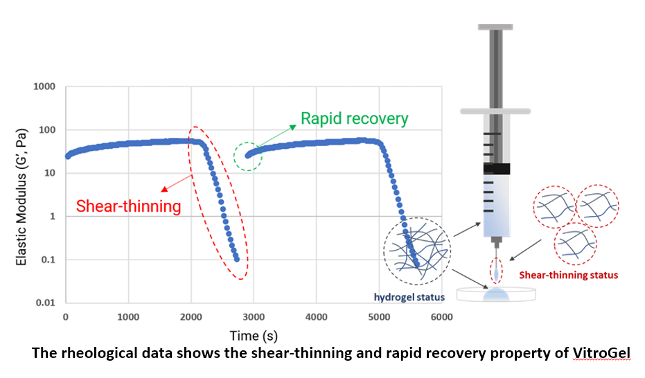 VitroGel Hydrogel ShearThinning Rapid Recovery Property TheWell