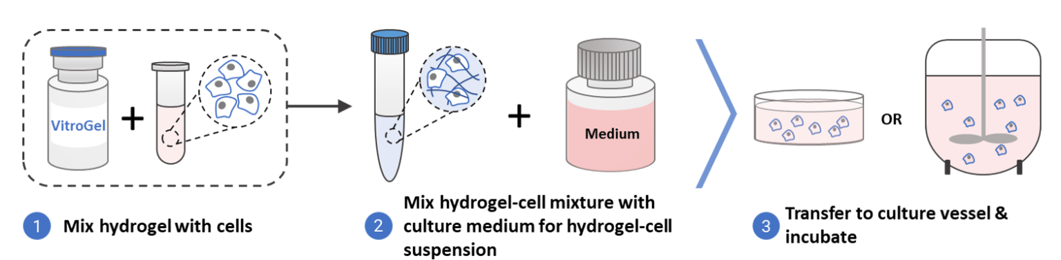 Xeno-free Organoid Generation Workflow From Stem Cell Spheroids ...