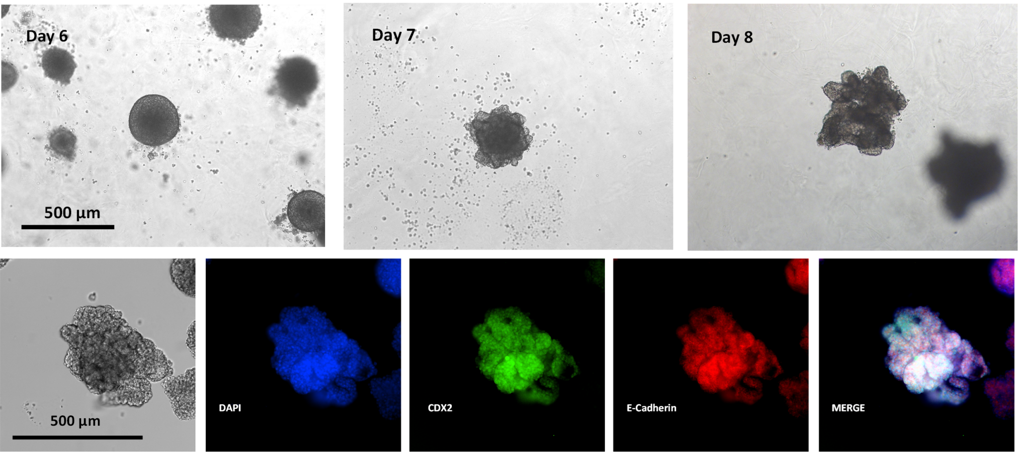 Xeno Free Organoid Generation Workflow From Stem Cell Spheroids Thewell Bioscience