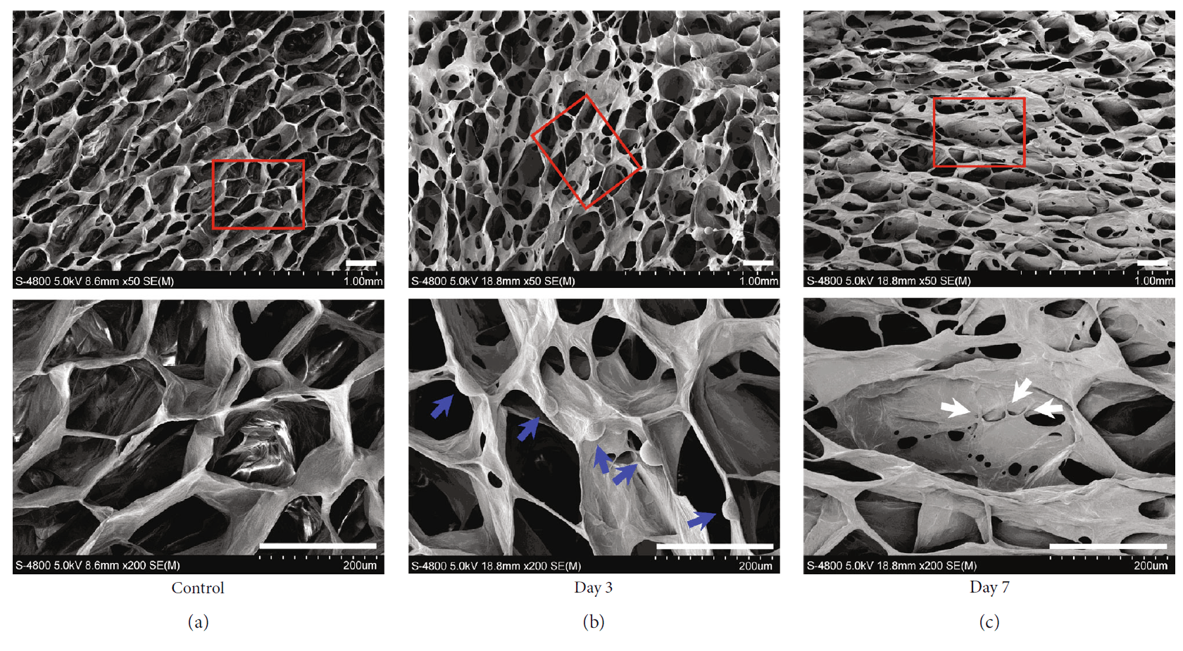 Enamel Matrix Derivative Enhances the Odontoblastic Differentiation of