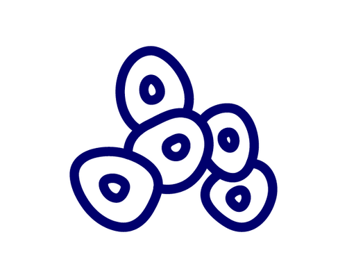 Stylized cluster of five blue-outlined oval cells with dark centers, arranged in a loose group