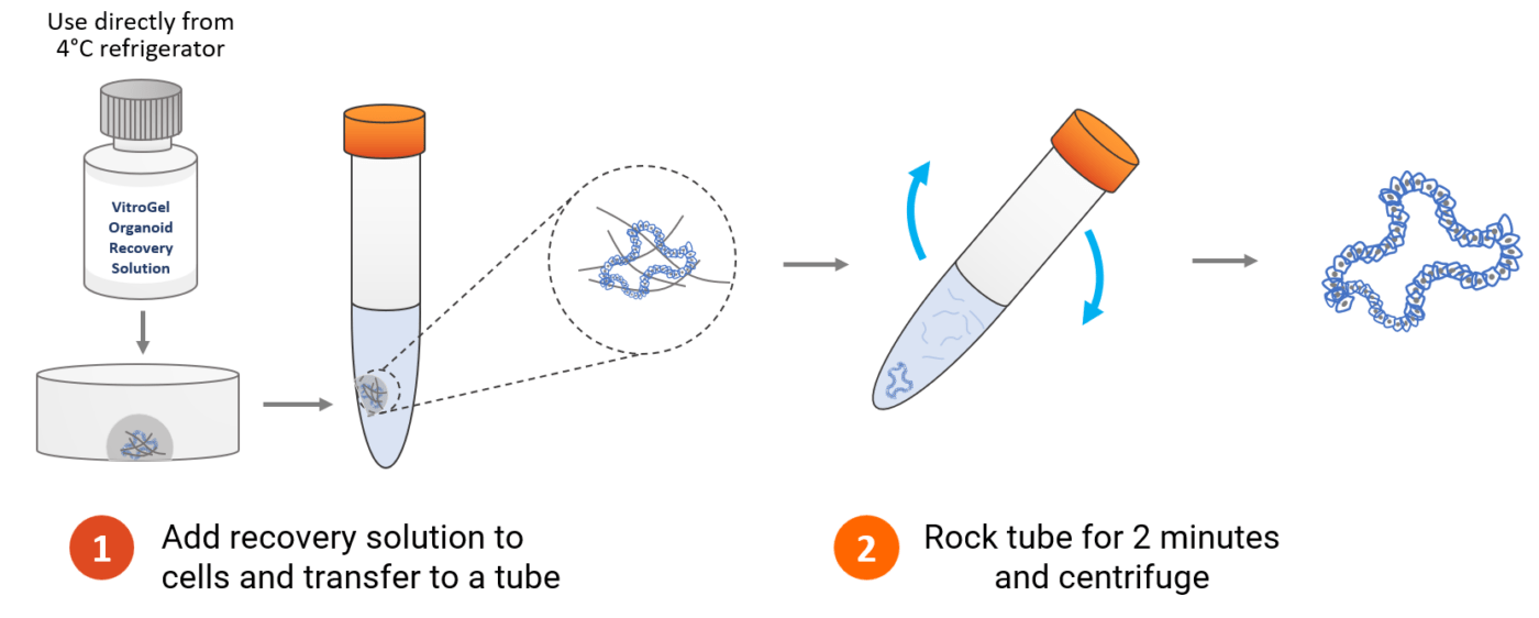 VitroGel Organoid Recovery Solution TheWell Bioscience VitroGel Organoid Recovery Solution TheWell Bioscience