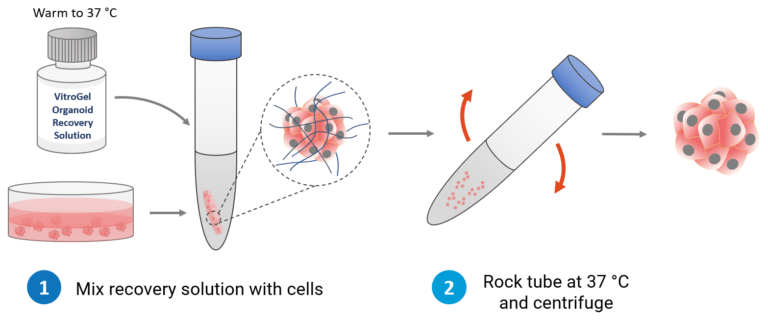 VitroGel® Organoid Recovery Solution | TheWell Bioscience