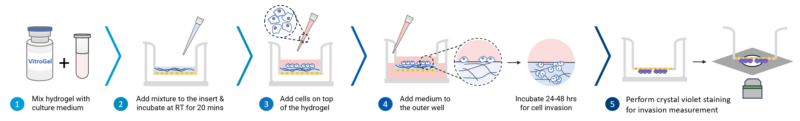 VitroGel Cell Invasion Assay Kit Protocol Workflow - 20 minute