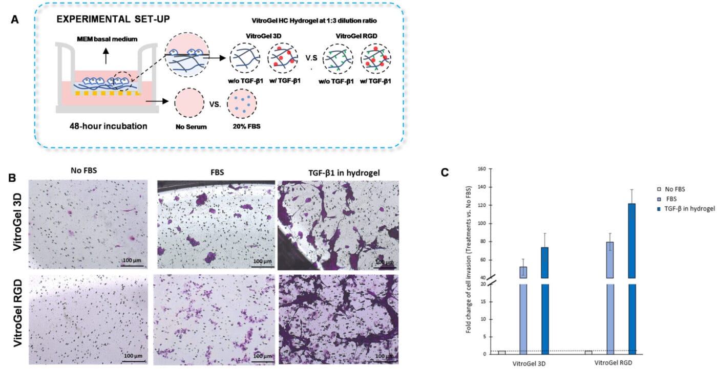 TGF-β1 inside VitroGel 3D and VitroGel RGD facilitates U87-MG glioblastoma cell invasion.