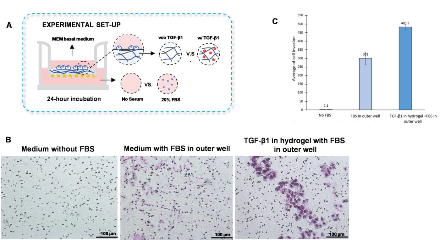 TGF-β1 inside of VitroGel hydrogel matrix induces invasion of U87-MG glioblastoma cells.