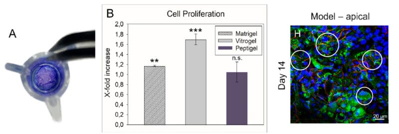 Vitrogel increased cell proliferation by a factor of 1.70 compared to a cell control.