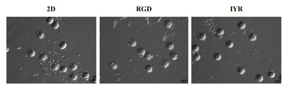 Images on oocyte maturation of the follicles in different culture systems using VitroGel 3D, RGD, and IYR