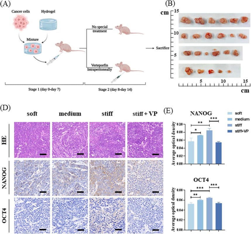 VitroGel matrix stiffness regulates the cancer stem‑like cell phenotype in hepatocellular carcinoma