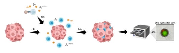 Cyto3D® Live-Dead Assay Kit for 3D / 2D Cell Culture
