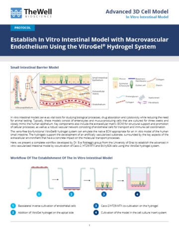 Establish In Vitro Intestinal Model with Macrovascular Endothelium ...