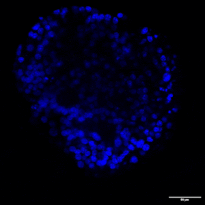 VitroGel® ORGANOID - Image 3