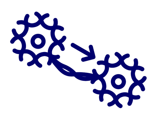 Illustration of two circular bacteria connected by a pilus, showing genetic material transfer (bacterial conjugation).