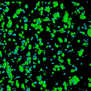 VitroGel® STEM - Image 3