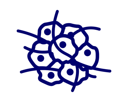 Abstract illustration of several rounded cells with dark centers clustered together, outlined in blue.
