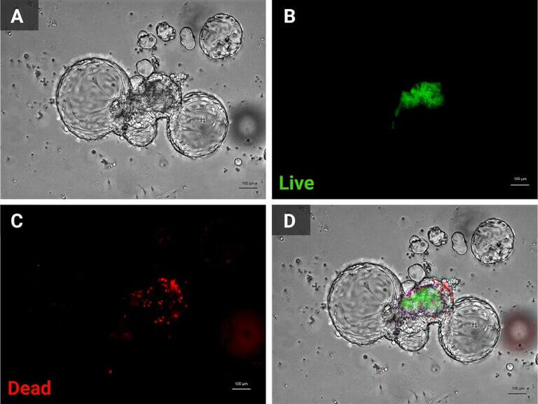 Cyto3D® Live-Dead Assay Kit for 3D / 2D Cell Culture