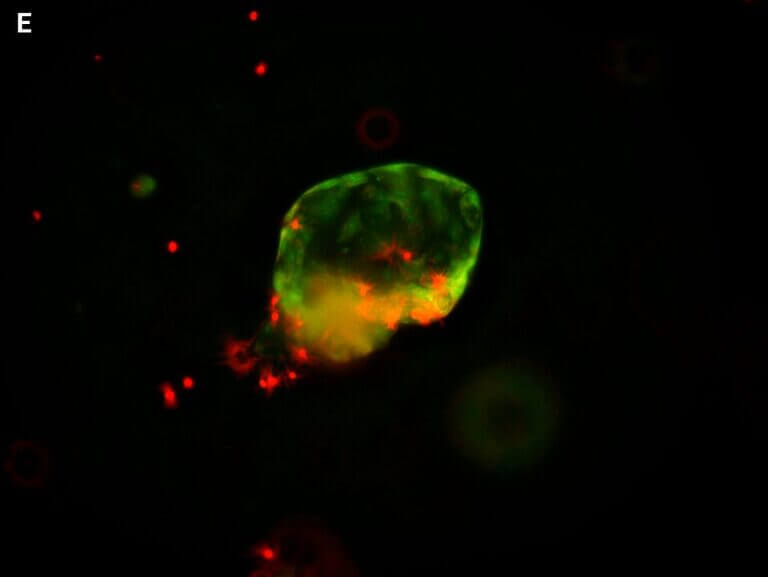 Cyto3D® Live-Dead Assay Kit for 3D / 2D Cell Culture