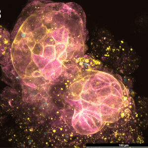 RocketCell™ Organoid Essential-Core Medium, AOF - Image 3