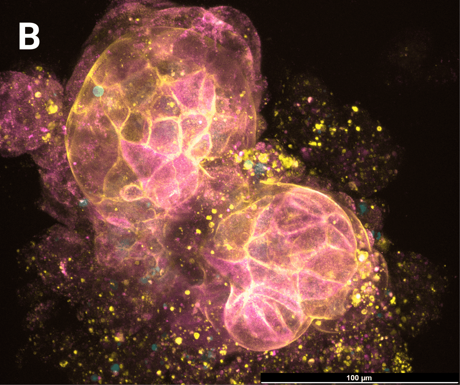 RocketCell™ Organoid Essential-Core Medium, AOF - Image 3