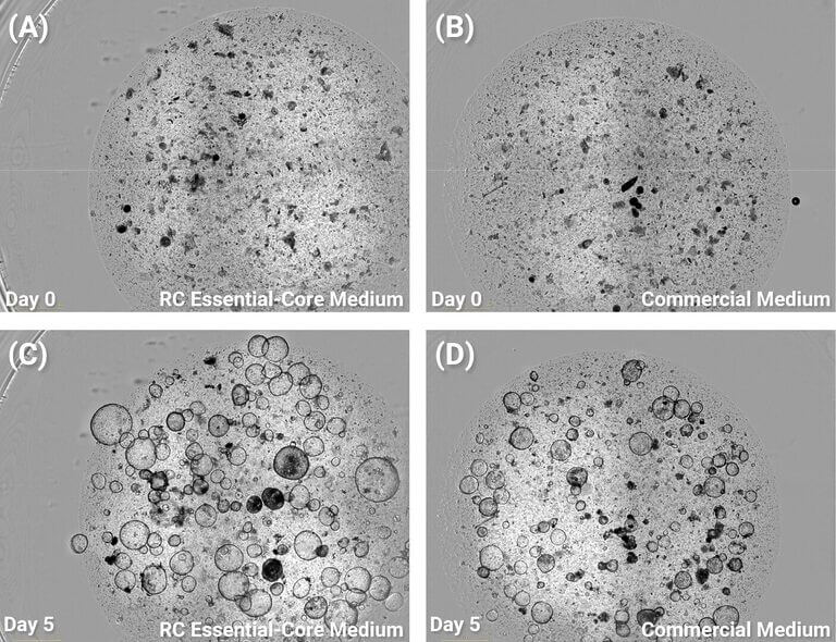 RocketCell™ Organoid Xeno-Free Essential-Core Medium