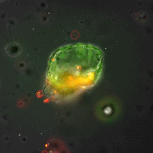 RocketCell™ Organoid Essential-Core Medium, AOF - Image 2