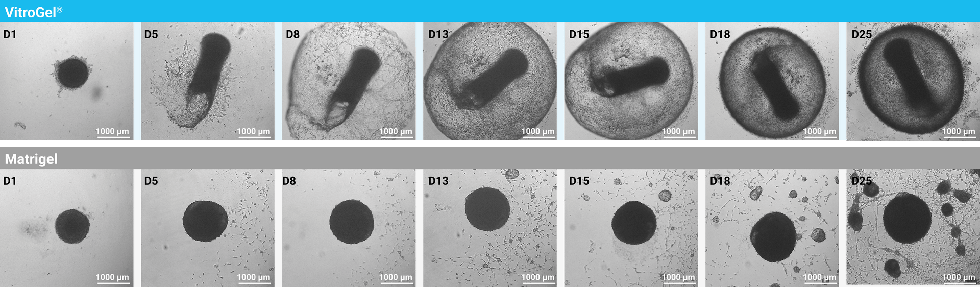 Panel of microscope images showing cell spheroids in hydrogel at days D1, D5, D8, D13, D15, D18, and D25 (top row with VitroGel header). Scale bar 1000 µm.
