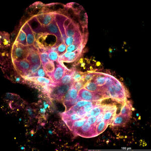 VitroPrime™ 3D Culture and Imaging Plate - Image 4