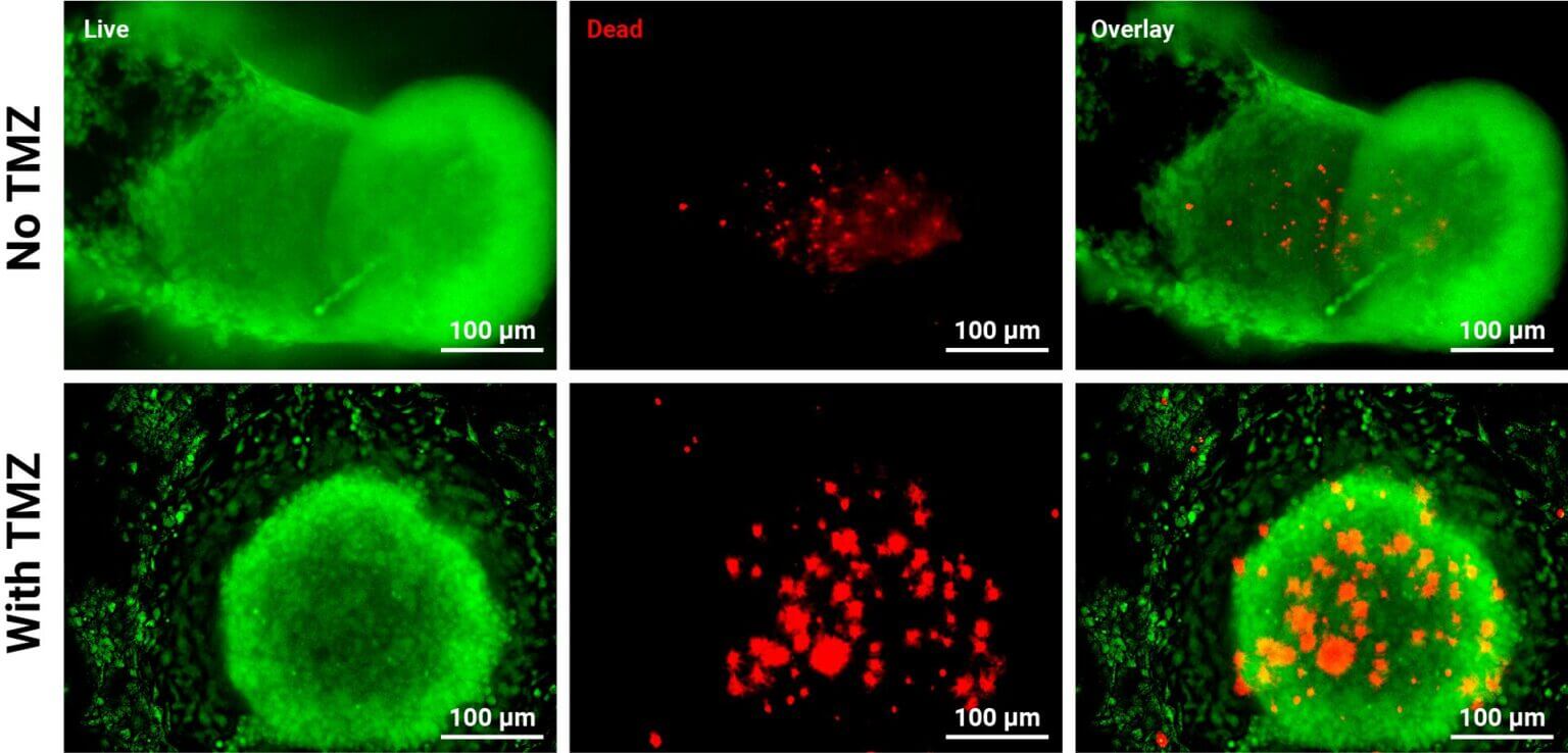 Cyto3D® Live-Dead Assay Kit for 3D / 2D Cell Culture