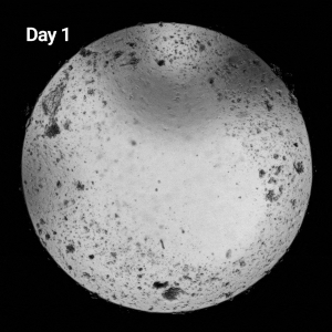Alternative view of VitroPrime™ 3D Culture and Imaging Plate